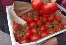 Зерноводы Каракумского этрапа обеспечивают надлежащий уход за урожаем пшеницы