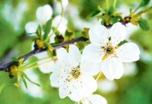 Bahar paslyny sagdyn geçiriň!