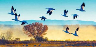 Ramsar konwensiýasyna gol çekilýär