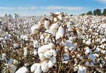 Хлопкороб из Куняургенча в два раза перевыполнил план по сбору хлопка