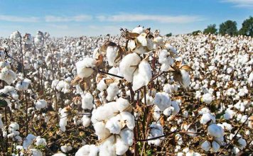 Хлопкороб из Куняургенча в два раза перевыполнил план по сбору хлопка