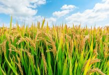 Дашогузские рисоводы уверенно идут к богатому урожаю «жемчужного» зерна