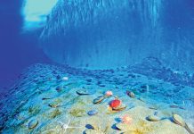 Argentinaly alymlar onlarça täze umman jandaryny ýüze çykardylar