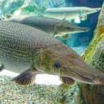 alligator-gar-biggest-fish