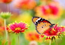 Kebelege ganat plantasiýa edildi