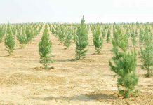 Baglar – köňülleriň soltany