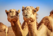В Саудовской Аравии ввели паспорта для верблюдов