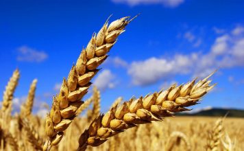 ФАО: в мае глобальные цены на продовольствие снизились