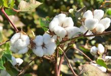 Сельское хозяйство Балканского велаята демонстрирует успехи