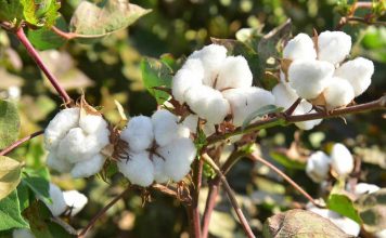 В Туркменистане планируют получать топливо из биологического сырья