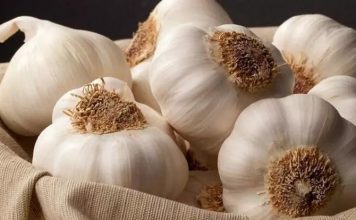 Посадки чеснока в северном регионе Туркменистана вновь займут 780 гектаров земли