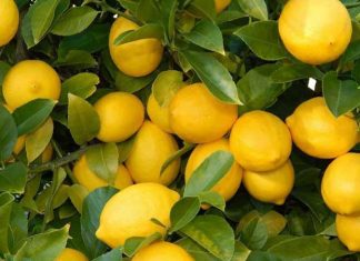 «Owadan gämi» в октябре начнет сбор лимонов