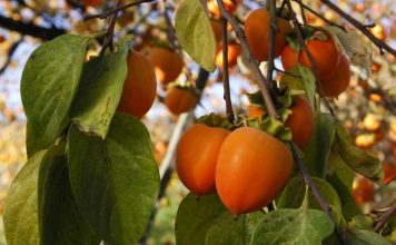 В Туркменистане соберут богатый урожай хурмы