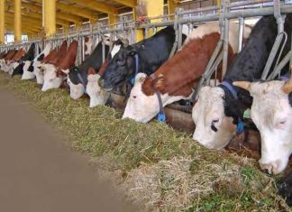 Балканский велаят завершил подготовку к зимовке скота