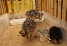 Туркменская компания планирует увеличить поголовье страусов до 10 тысяч