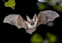 В Туркменистане экспонировали редкие виды летучих мышей