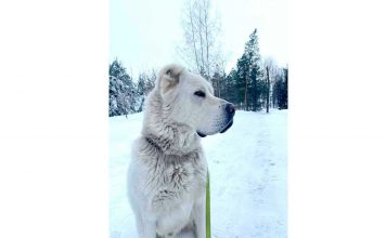 Герой-Аркадаг отметил успехи туркменского алабая «Ак дост» в турнире «Среднеазиатская овчарка»