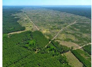 Вырубка лесов в бразильской Амазонии в 2023 году сократилась на 50%