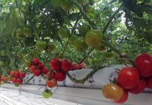 В Марыйском велаяте открыт тепличный комплекс с экспортным потенциалом