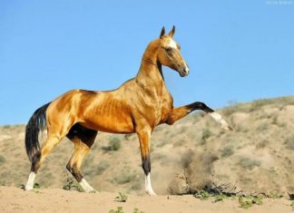 В Туркменистане проведут конкурс красоты ахалтекинских коней
