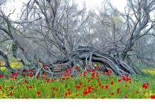 Ekologiýa we abadançylyk