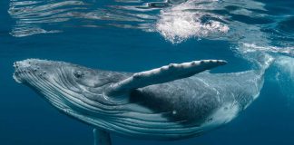 Deňiz süýdemdirijilerini goramagyň halkara güni