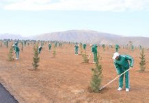 Туркменистан готовится провести всенародную озеленительную акцию