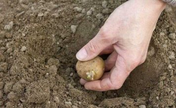 Земледельцы Дашогузского велаята приступили к посадке картофеля