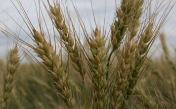 В Туркменистане создана комиссия по организованному проведению жатвы зерновых