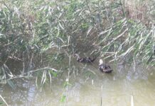 Ätiýaçlandyryş ulgamynyň hukuk binýady kämilleşdirilýär