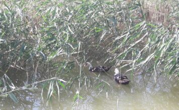 Заповедники Туркменистана место для зимовки птиц