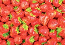 Предприниматели Туркменистана обеспечивают продовольственную безопасность