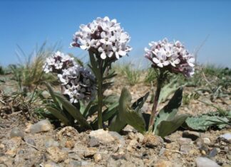 В новую Красную книгу Туркменистана добавлены новые виды растений