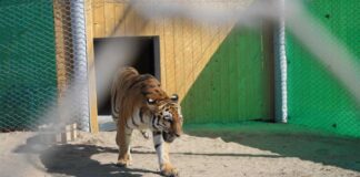 Gazagystan gaplaňlar üçin on müňlerçe agaç ekýär