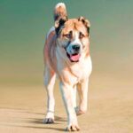 “Türkmen alabaý itlerini ösdürip ýetişdirmek sungaty” ÝUNESKO-nyň Adamzadyň maddy däl medeni mirasynyň sanawyna girizildi