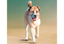 “Türkmen alabaý itlerini ösdürip ýetişdirmek sungaty” ÝUNESKO-nyň Adamzadyň maddy däl medeni mirasynyň sanawyna girizildi