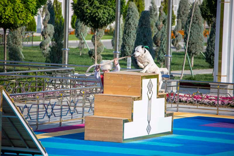 turkmen-alabay-turgen-2024-10-28