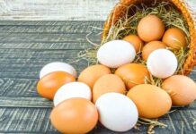 Akja gümmez, agzy ýok