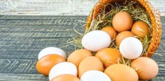 Akja gümmez, agzy ýok