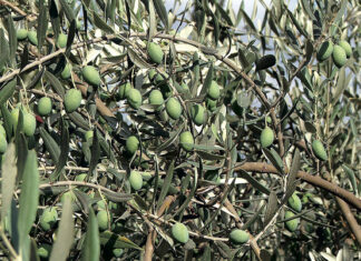 На западе Туркменистана идет сбор урожая оливок