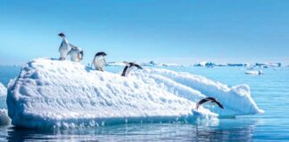 Pingwinleriň nesli ýitmek howpy astynda