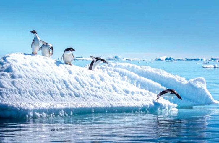 Pingwinleriň nesli ýitmek howpy astynda