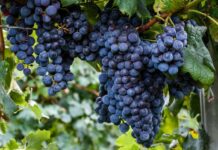 Семья Ораевых вносит вклад в изобилие Чарджевского этрапа Туркменистана ягодами