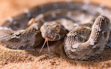 На территории Копетдагского заповедника зафиксировано 37 видов пресмыкающихся