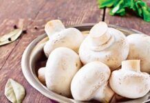 Успехи туркменских предпринимателей в тепличном грибоводстве