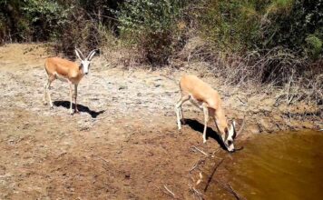 Экологи Амударьинского заповедника провели весенний учёт рептилий