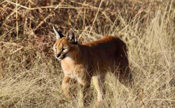 Впервые в Туркменистане зафиксирован котенок каракала