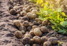 «Tebigy ekin» укрепляет продовольственную безопасность Туркменистана