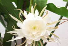 Güller – durmuşyň bezegi