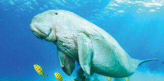 Awstraliýada ýaşaýan «deňiz sygyrlary»